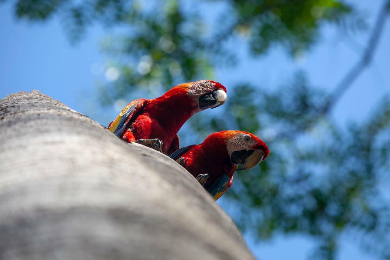 La Maison Blanche Manuel Antonio Eksteriør bilde