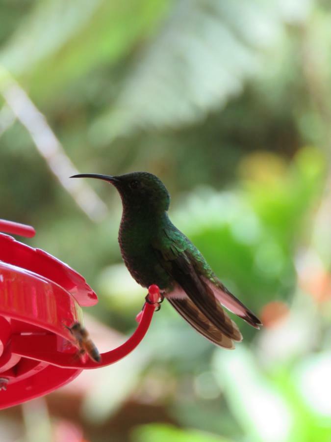 La Maison Blanche Manuel Antonio Eksteriør bilde