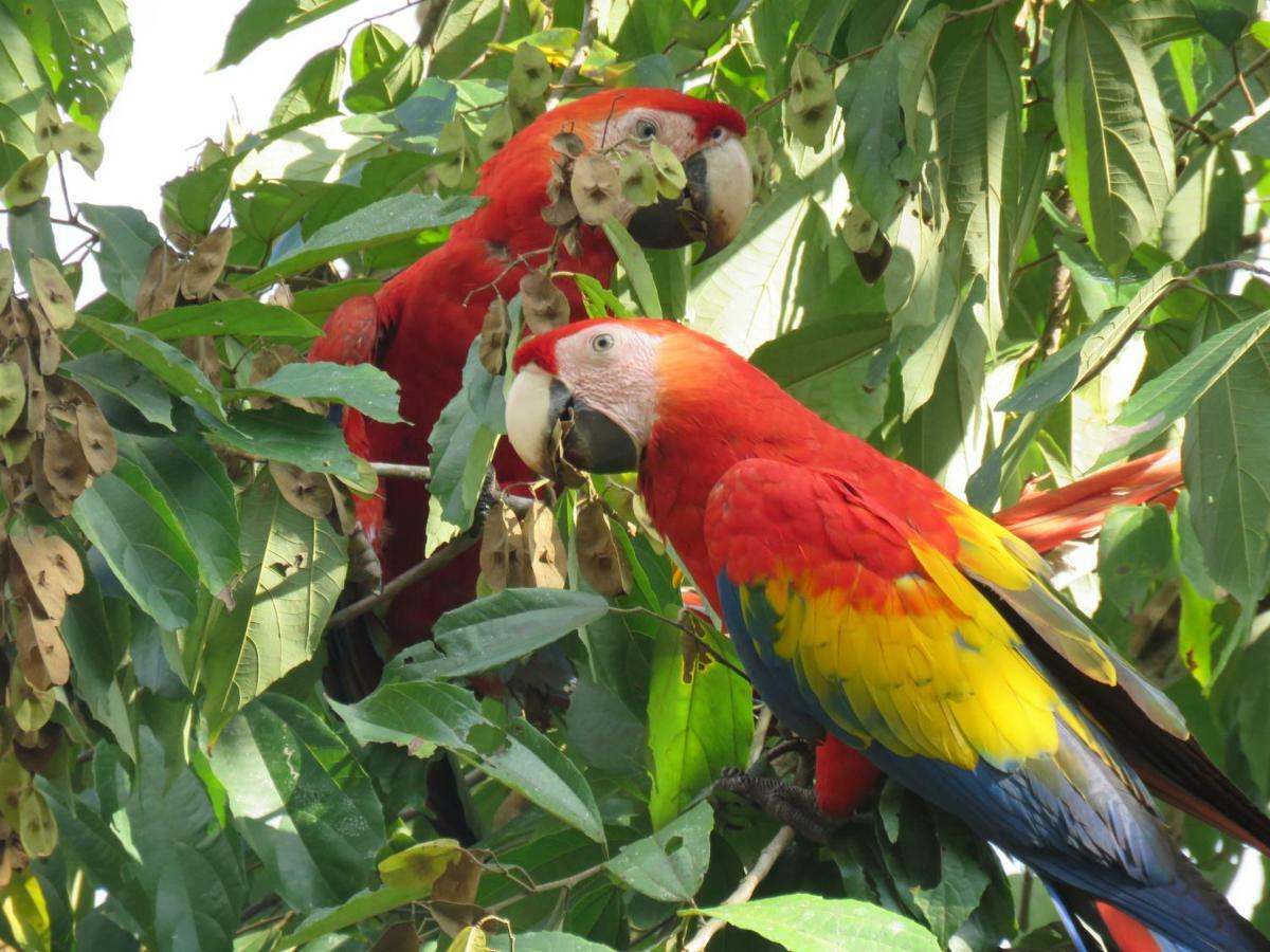 La Maison Blanche Manuel Antonio Eksteriør bilde